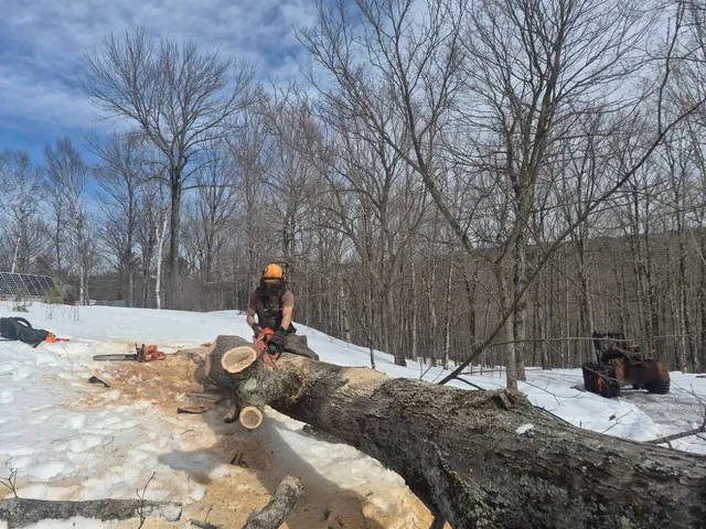 Drop Tree Forestry work photo