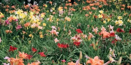 work photo from robidoux-landscaping.com