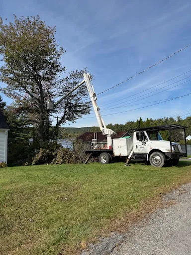 Calcia Tree Service work photo