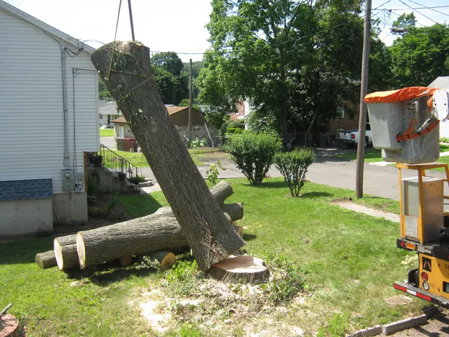 Connecticut Tree Service of Naugatuck LLC work photo