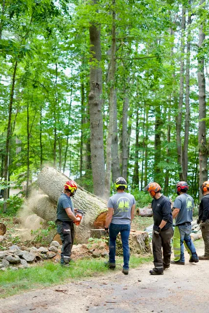 work photo from gardnertreeme.com