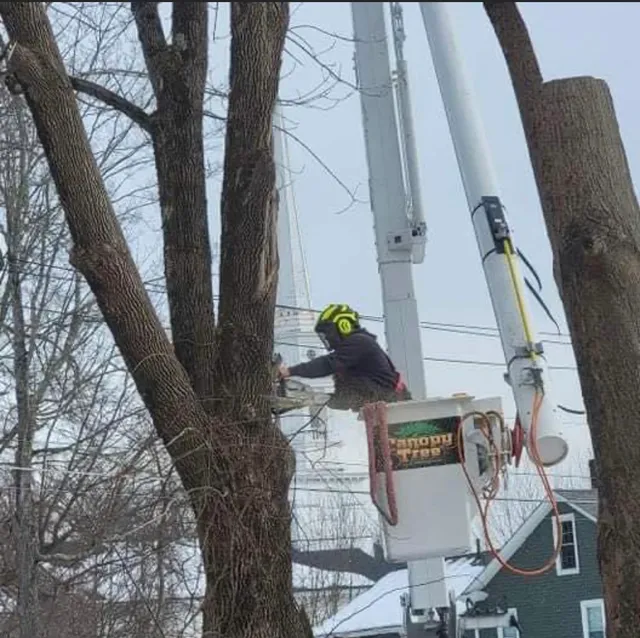Canopy Tree Service work photo