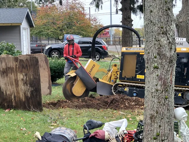Khoury Brothers Stump Grinding work photo