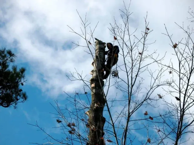 work photo from justjayntreeservicenh.com