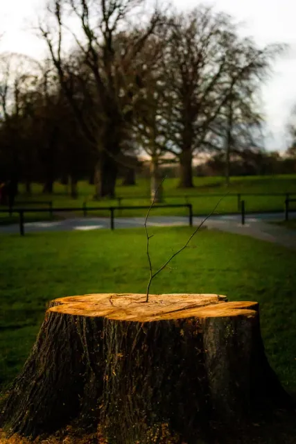 Stump removal