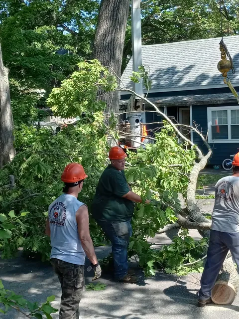 Jackson's Tree Service work photo