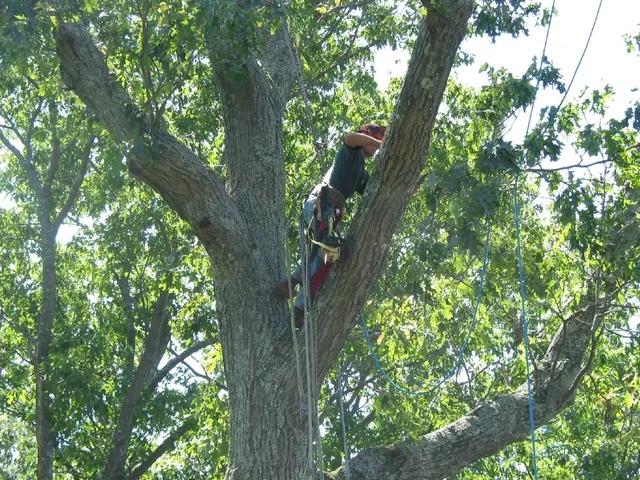 work photo from gallaghertreeandlandscape.com