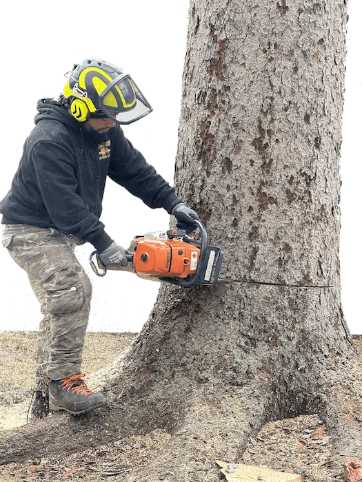Juarez Tree Removal Services
