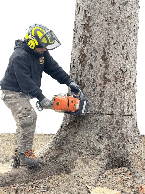 Juarez Tree Removal Services