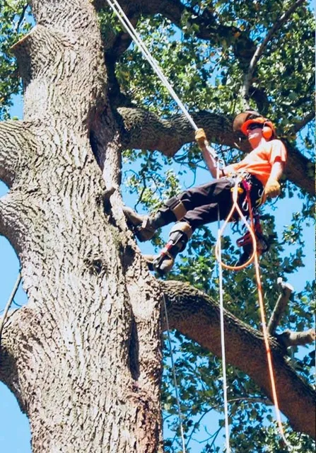 work photo from treesndriveways.com