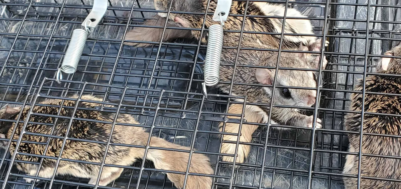 work photo from arcwildliferemoval.com