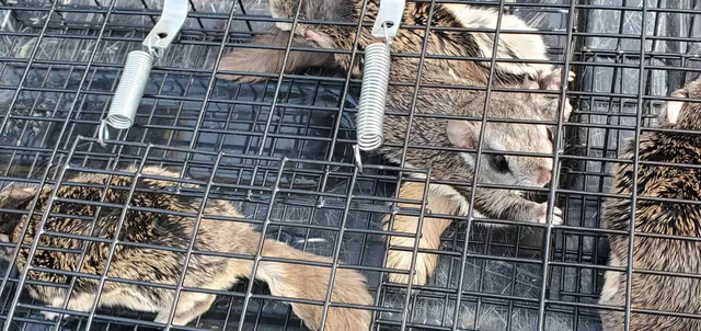 work photo from arcwildliferemoval.com