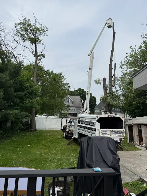 Twin Tree Service work photo