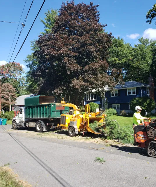 McDonald Tree Service work photo