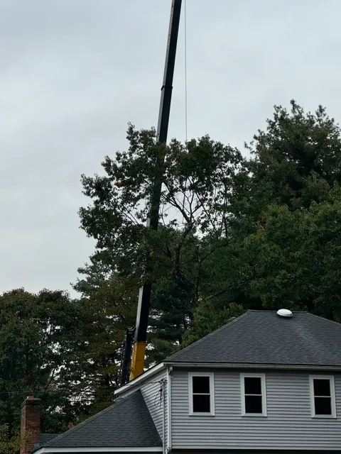 Acorn Tree & Landscaping inc. researched project photo