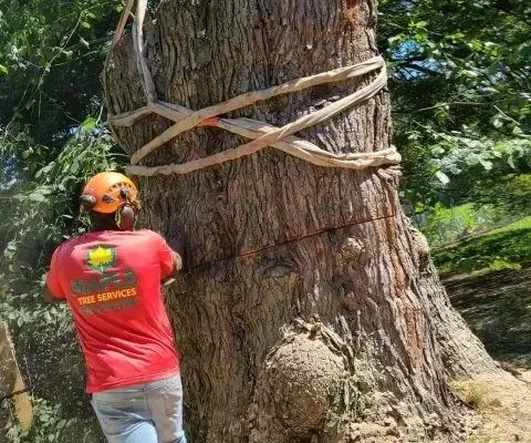 work photo from mapletreeservices.net