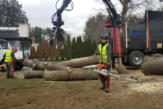 Men With Large Tree Branches — Springfield, MA — Mendez Tree Service LLC