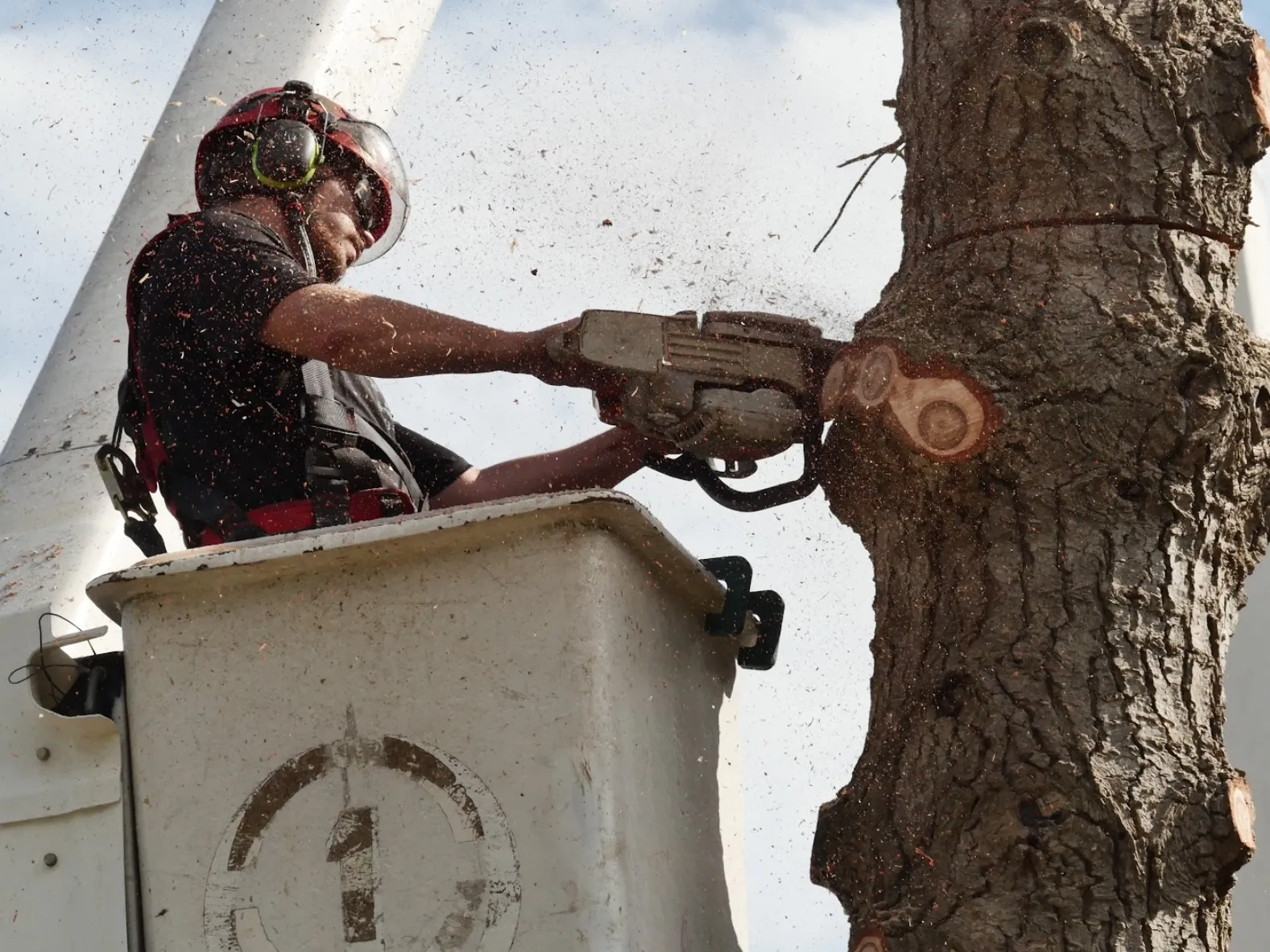 Tree removal cover replacement