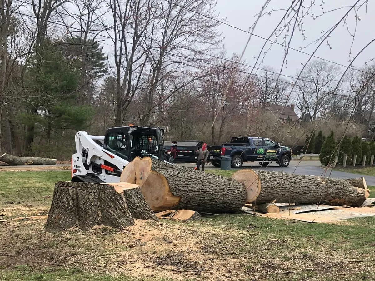 Tree Removal
