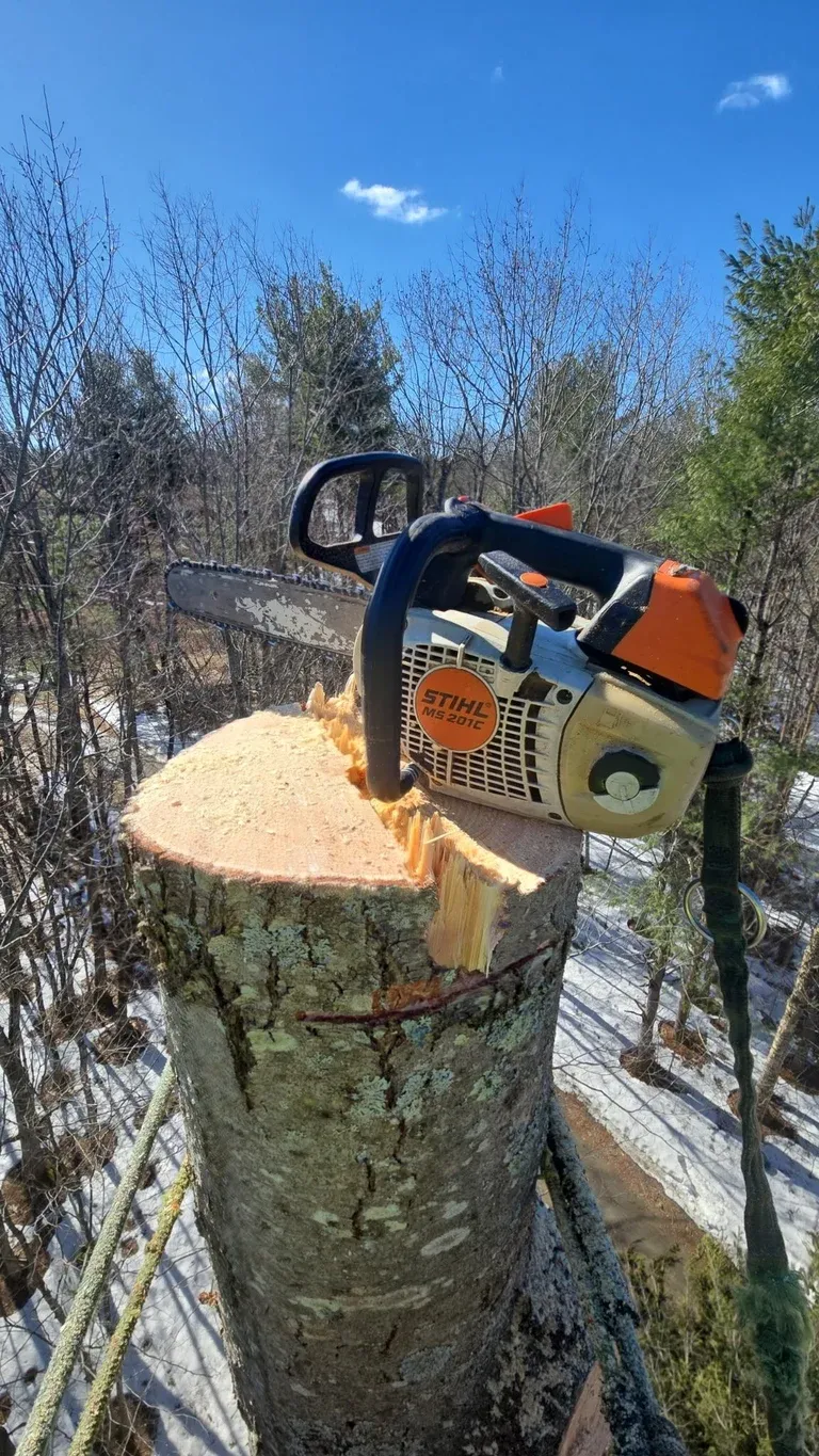 STIHL chainsaw resting on freshly cut tree stump in forest setting on sunny day