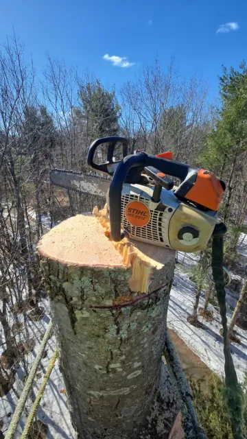 STIHL chainsaw resting on freshly cut tree stump in forest setting on sunny day