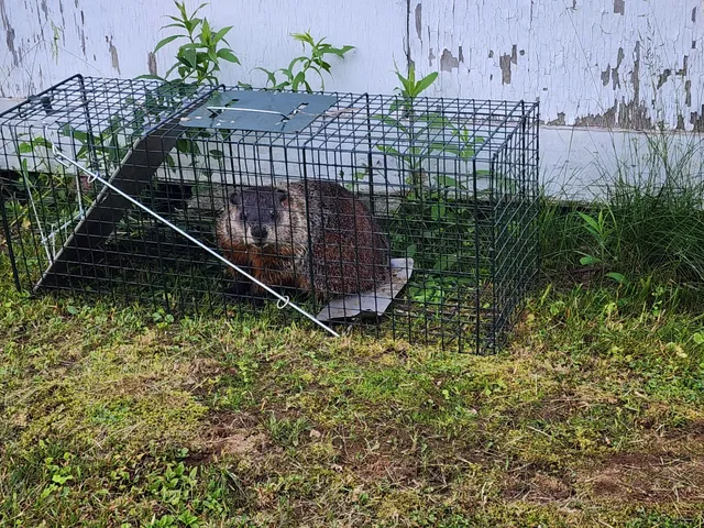 American Exclusion and Trapping work photo