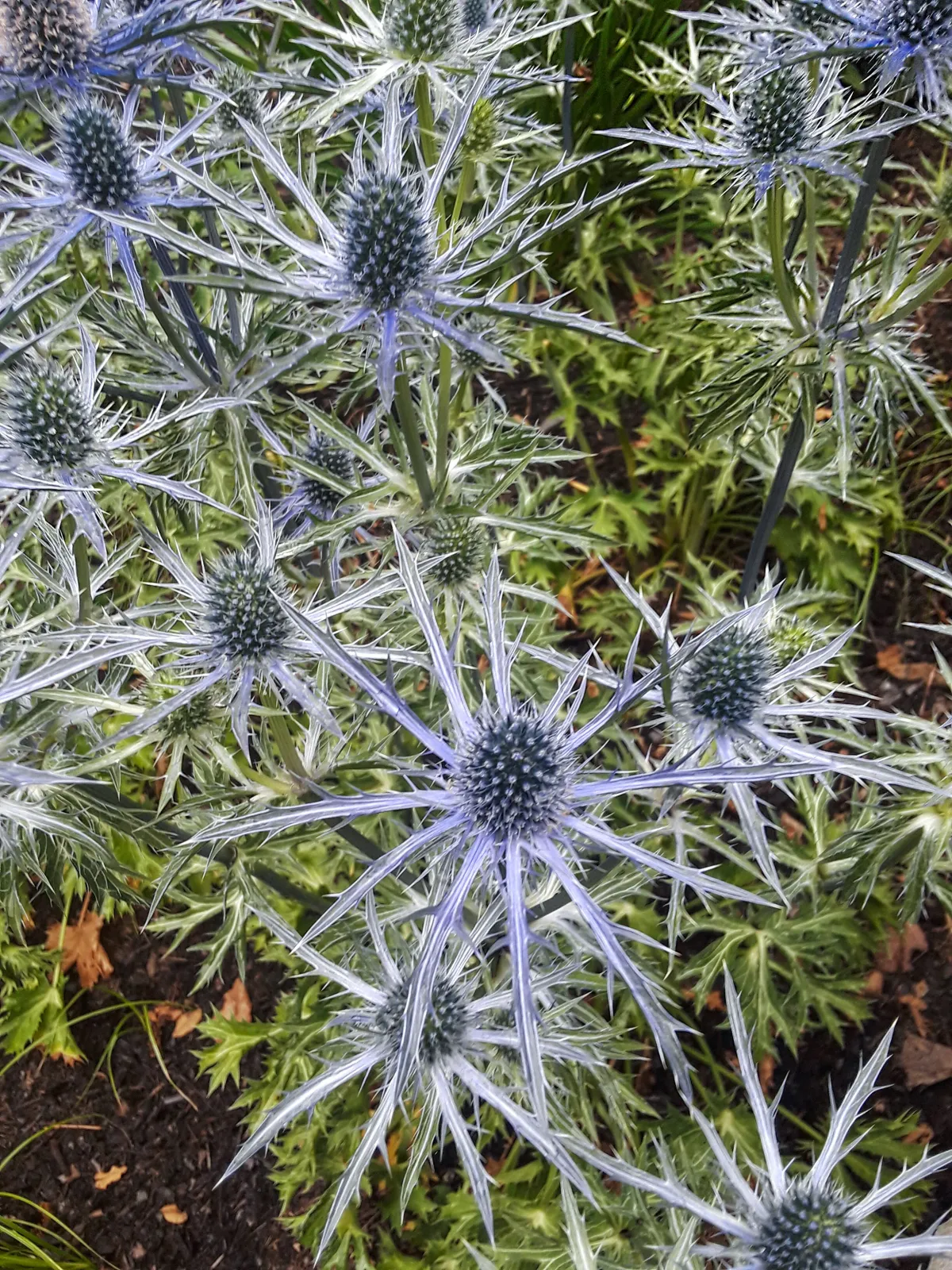 Sea holly plants with spiky blue flowers and green leaves
