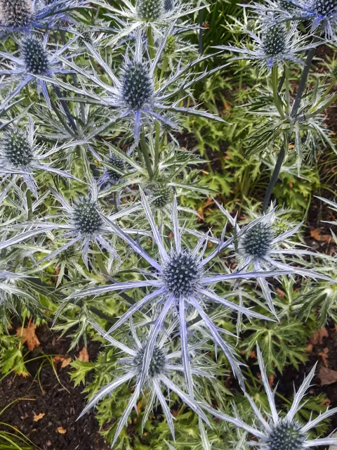 Sea holly plants with spiky blue flowers and green leaves