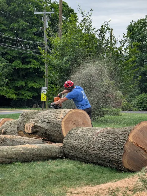 Tree removal and cutting