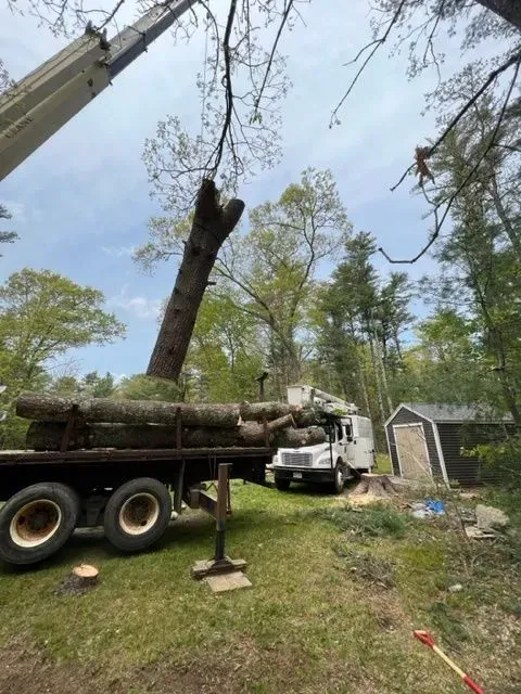 tree removal