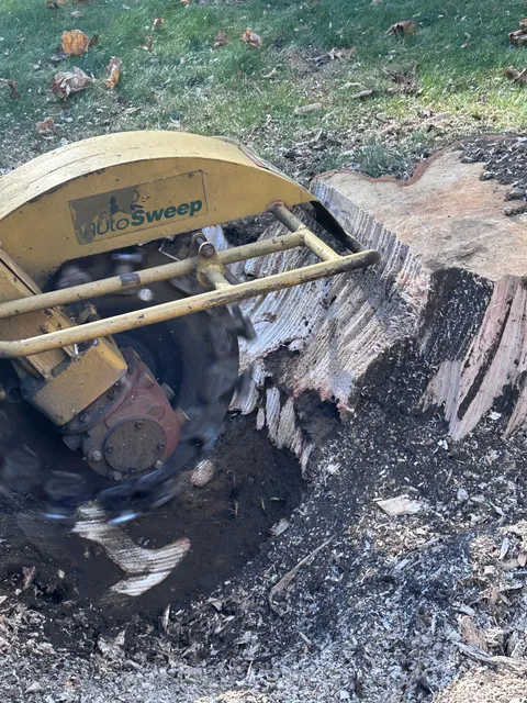 Chris Coelho Stump Grinding work photo
