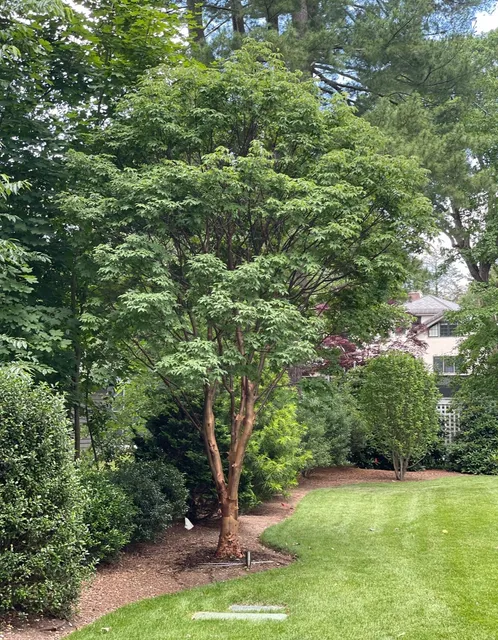 Acorn Tree & Landscaping inc. researched project photo