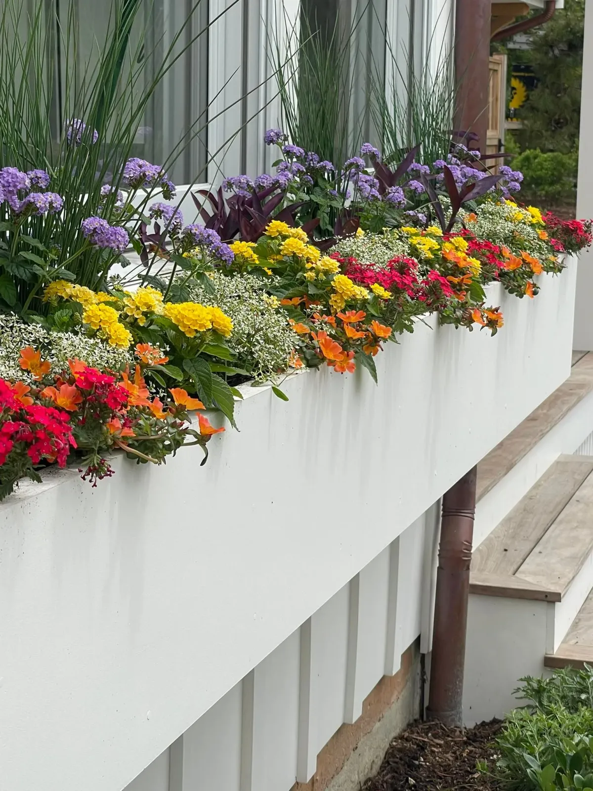 Colorful flowers in a white window box, with various colors and a brown drainage pipe.