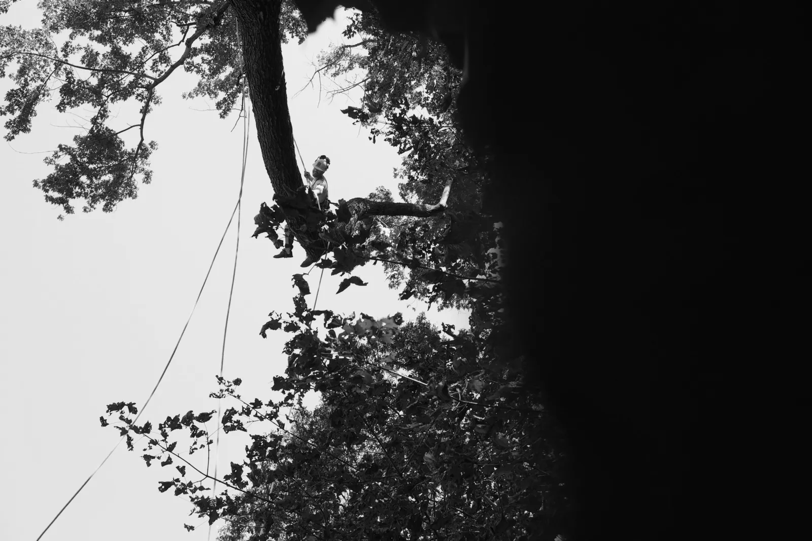 __amazing cover1tree removal _ .png