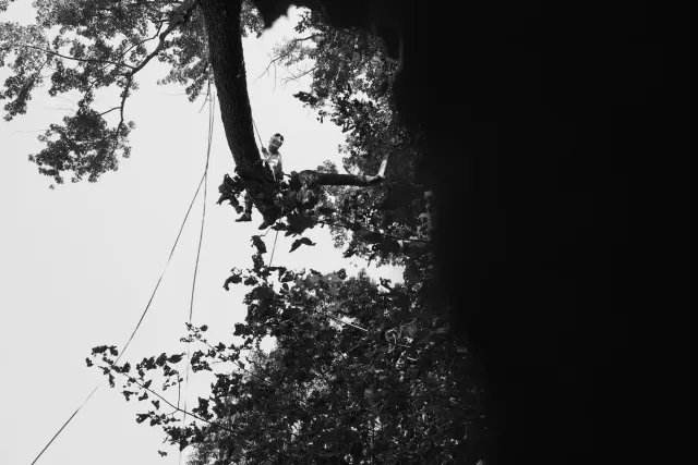 __amazing cover1tree removal _ .png