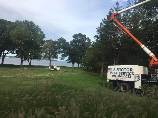 work photo from avictortree.com