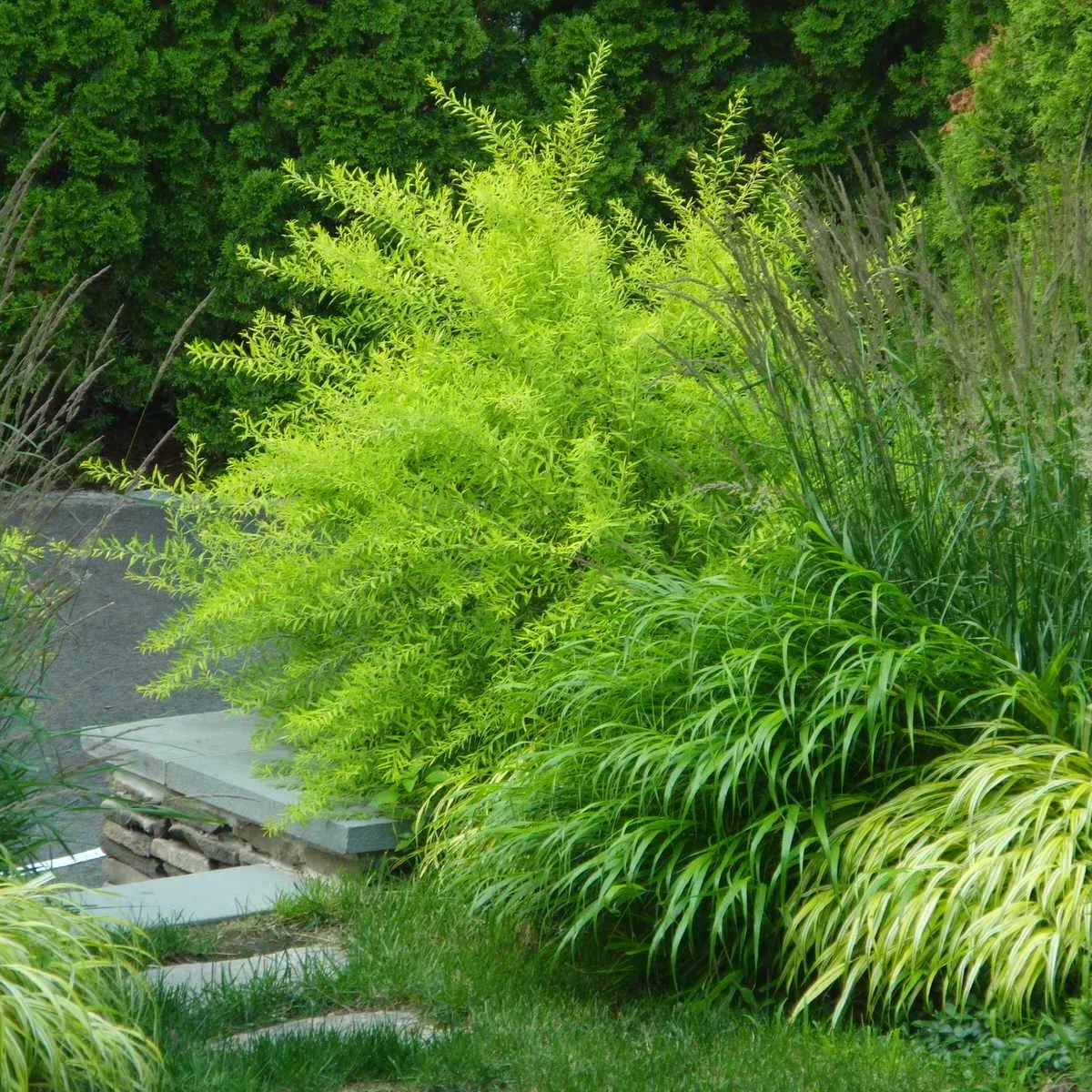 Victoria D. Hibbard Landscape Architect LLC researched project photo