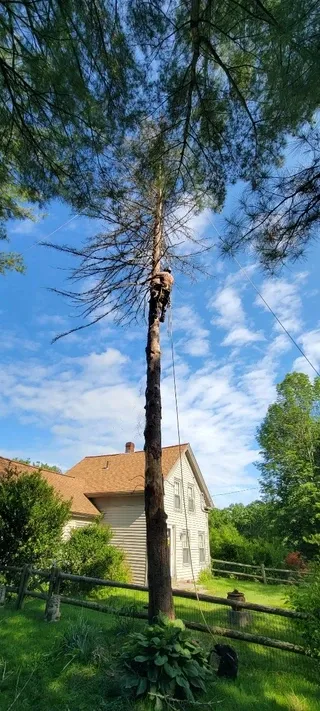 A to Z Tree Service researched project photo