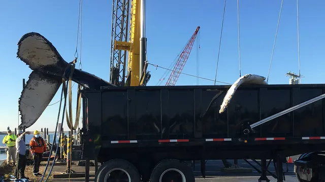 Dubis Excavating, Chatham MA