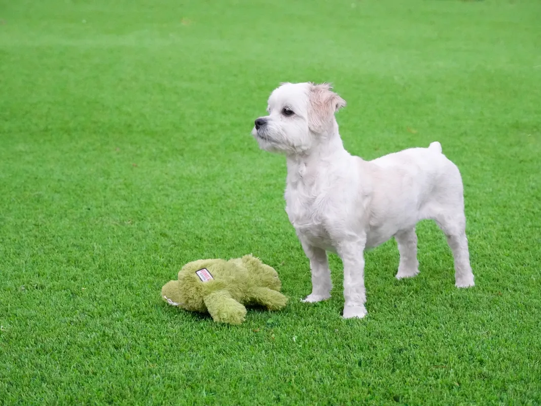 A small white dog standing on artificial grass, next to a green plush toy.