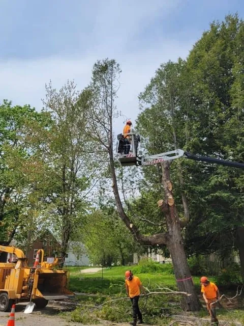 Webster Tree Service work photo