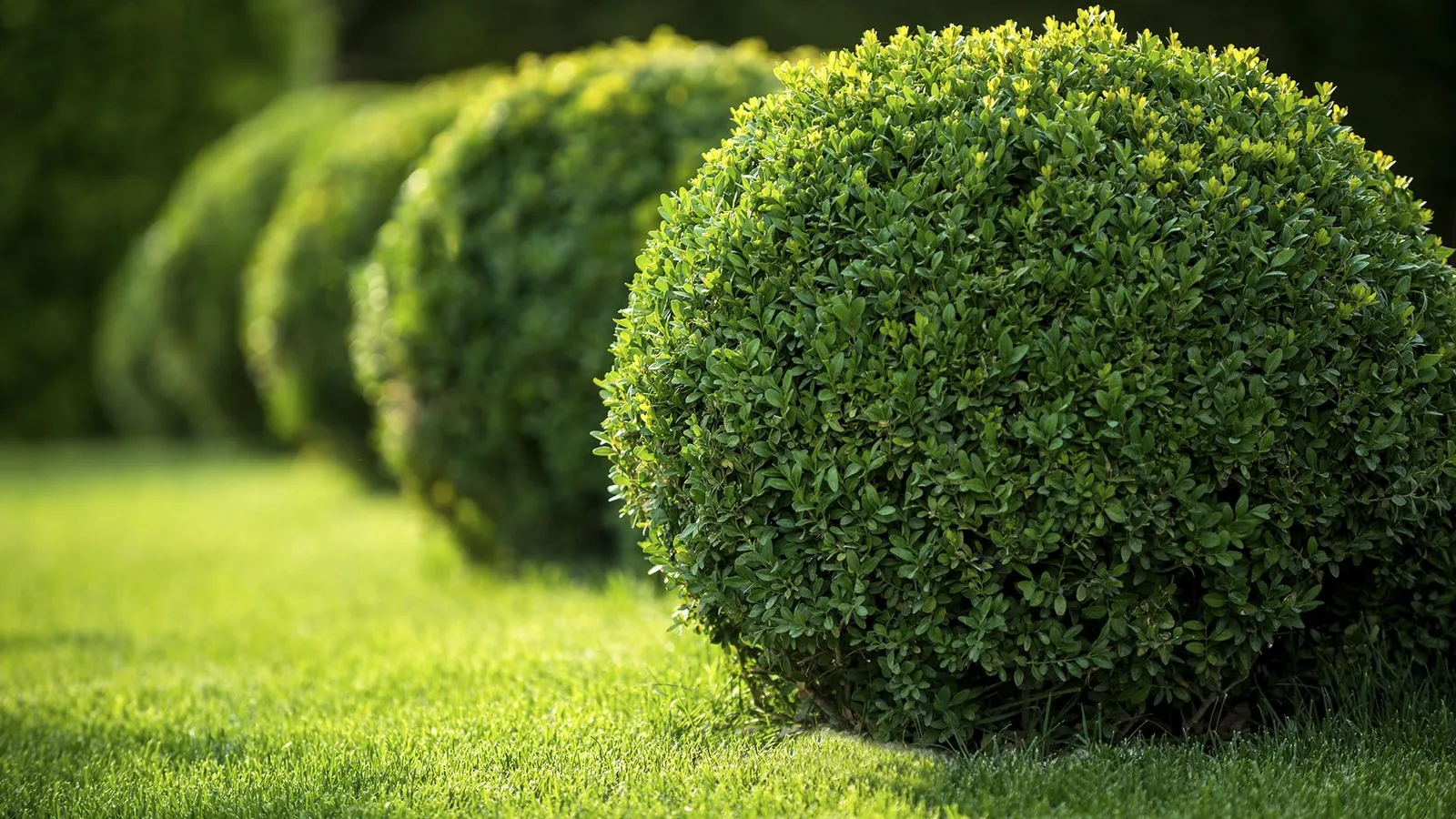 Clean-Cut Landscaping Lawn Maintenance, Snow Removal & Snow Plowing and Construction Maintenance slide 1