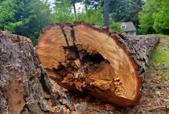 work photo from btbtreeservice.com