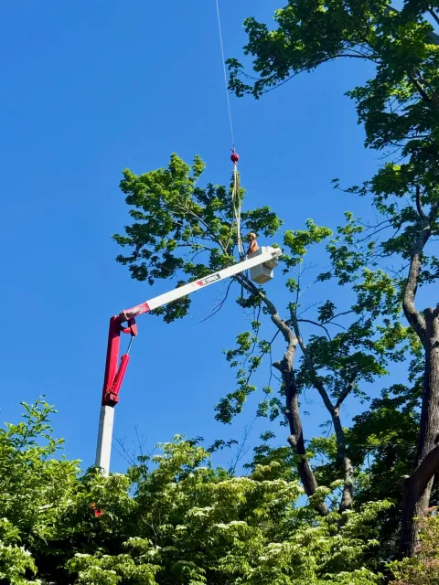 work photo from wilcoxtreeexperts.com