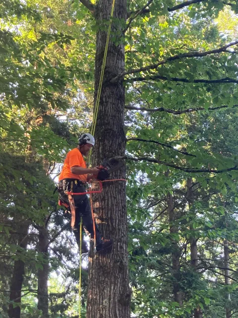 work photo from blackbeartreemaine.com