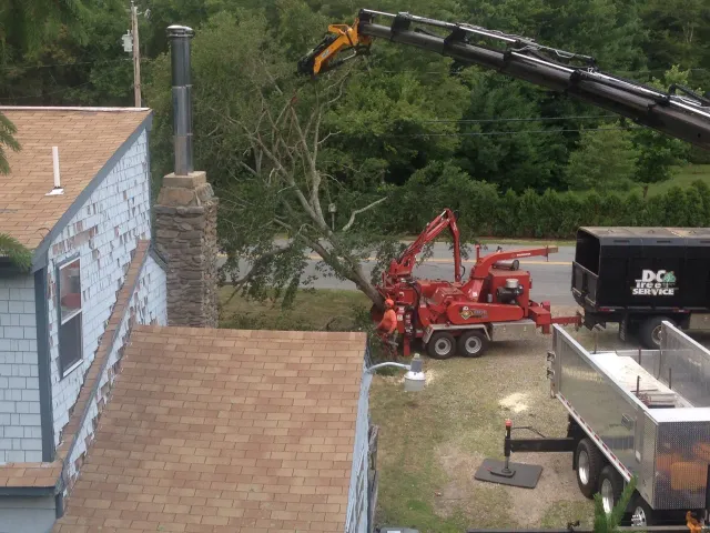 Todd Cambra Certified Arborist work photo