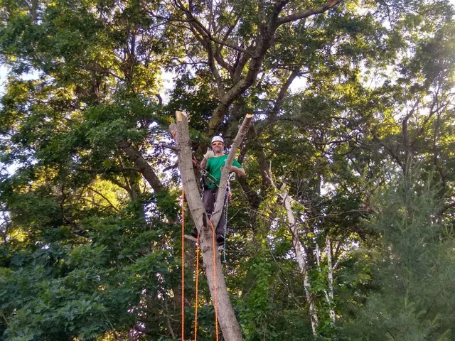 BC Tree Services work photo