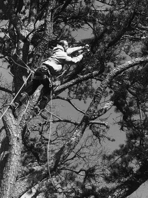 Tidey Tree Service work photo