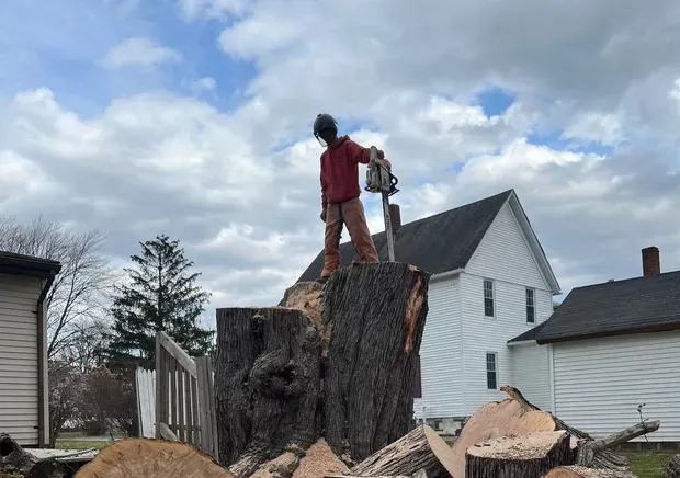 Big D's Tree's
