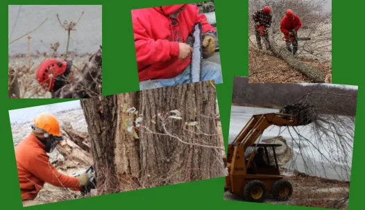work photo from shamrocktreeservice.com